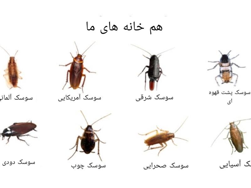 تصاویر وبلاگ خدمات جورسرویس